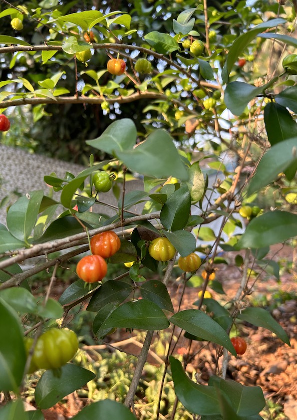 Red Surinam Cherry Fruit Plant