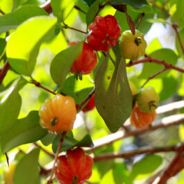 Red Surinam Cherry Fruit Plant