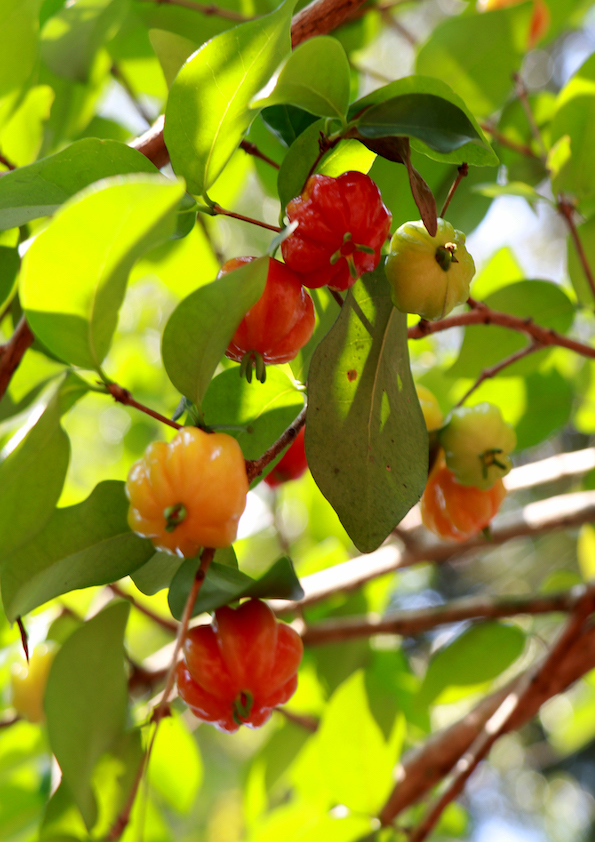 Red Surinam Cherry Fruit Plant