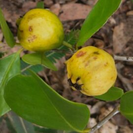 Yellow Strawberry Guava Fruit Plant