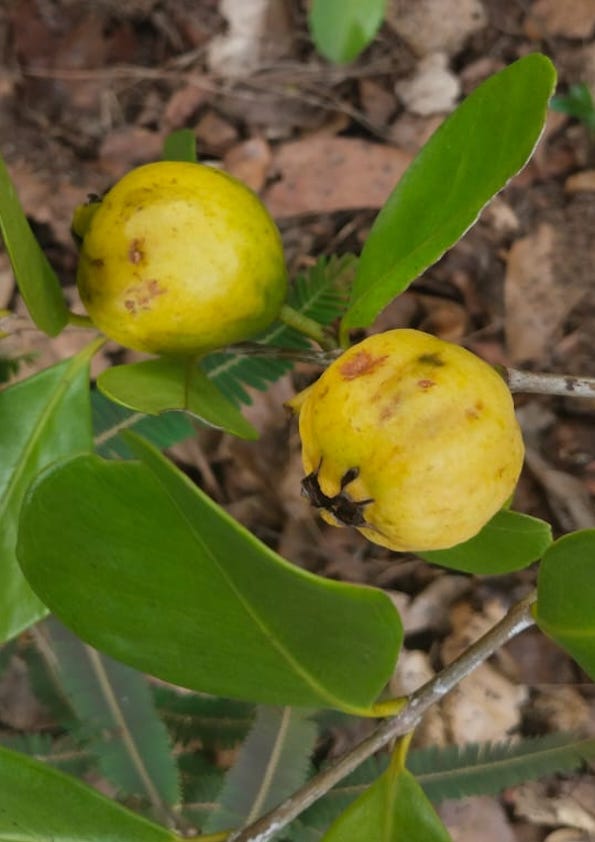 Yellow Strawberry Guava Fruit Plant
