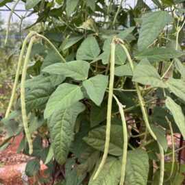 Short Cowpea Beans Seeds