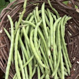 Short Cowpea Beans Seeds