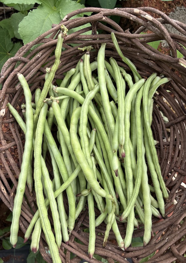 Short Cowpea Beans Seeds