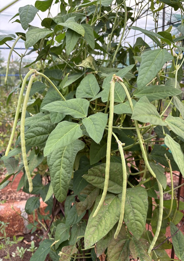 Short Cowpea Beans Seeds