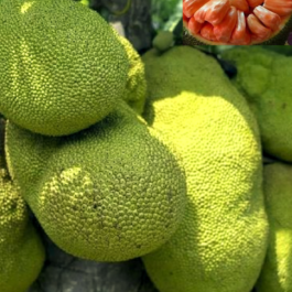 Sindhoora Jackfruit Grafted Plant