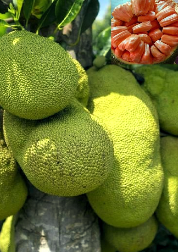Sindhoora Jackfruit Grafted Plant
