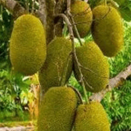 Sindura Jackfruit Grafted Plant