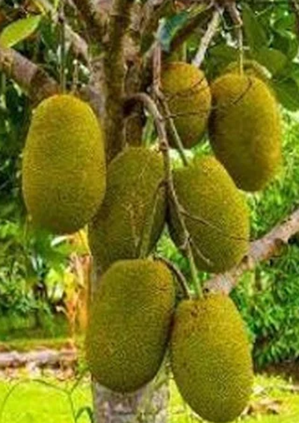 Sindura Jackfruit Grafted Plant