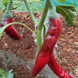 Lao Spicy Chilli Large Seeds