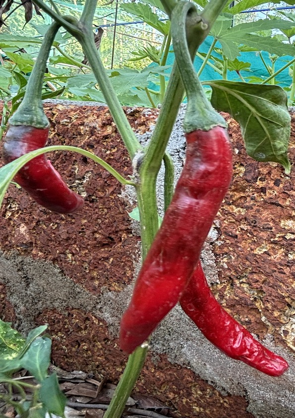 Lao Spicy Chilli Large Seeds