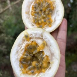 Passion Fruit Giant Sweet Yellow Seeds