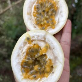 Passion Fruit Giant Sweet Yellow Seeds
