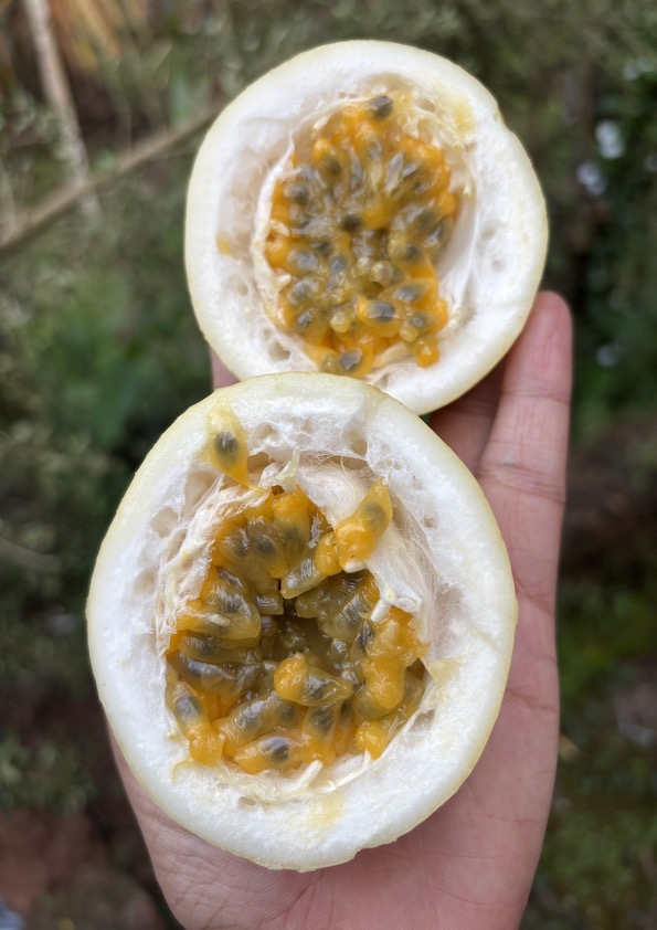 Passion Fruit Giant Sweet Yellow Seeds