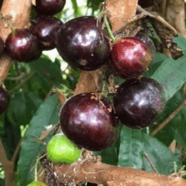 Jaboticaba Giant Red Crystal Fruit Plant