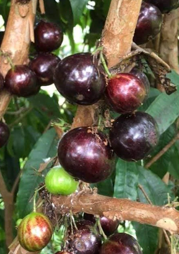 Jaboticaba Giant Red Crystal Fruit Plant
