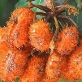 Uvaria Hirsuta Fruit Plant