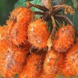 Uvaria Hirsuta Fruit Plant