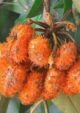 Uvaria Hirsuta Fruit Plant