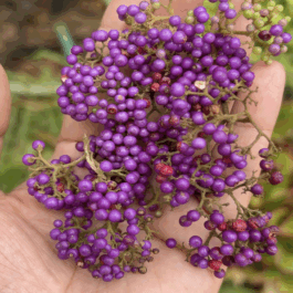 Beauty Berry Plant