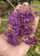 Beauty Berry Plant