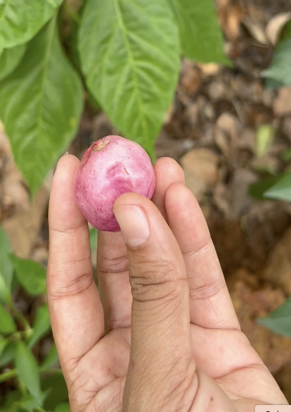 Cocoplum Fruit Plant