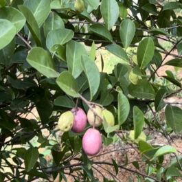 Cocoplum Fruit Plant