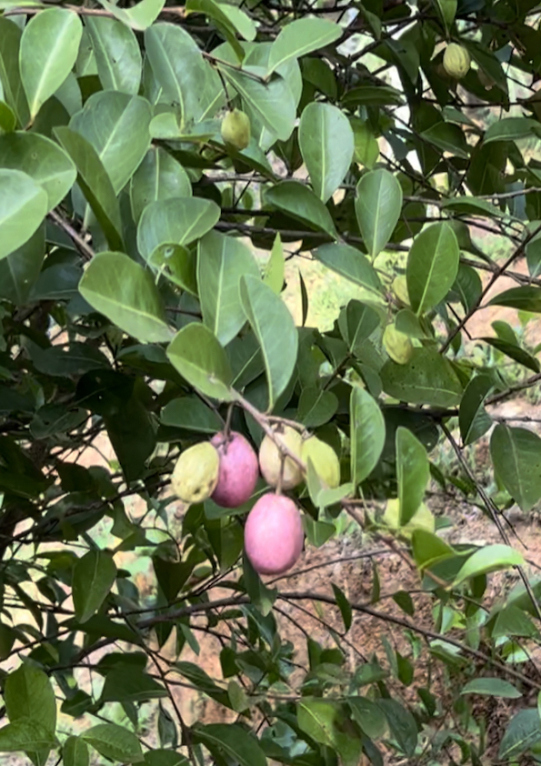 Cocoplum Fruit Plant