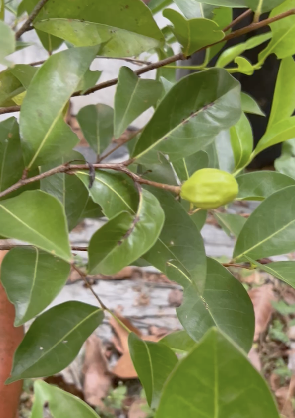 Cocoplum Fruit Plant