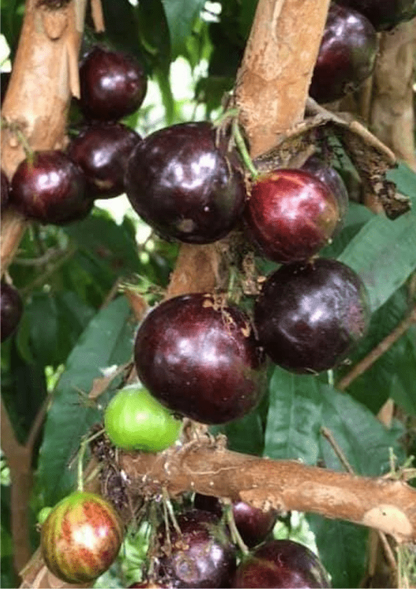Jaboticaba Giant Red Crystal Fruit Plant