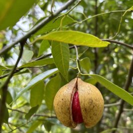Nutmeg Grafted Plant