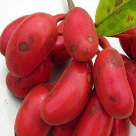 Uvaria Rufa Fruit Plant