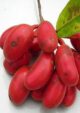Uvaria Rufa Fruit Plant
