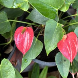 Anthurium andraeanum Flowering Plant
