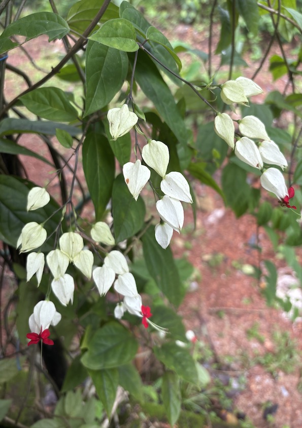 Bleeding Heart White Flowering Plant