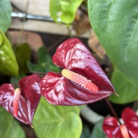 Dark Red Anthurium Flowering Plant