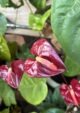 Dark Red Anthurium Flowering Plant