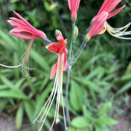 Eucrosia Bicolor Bulb