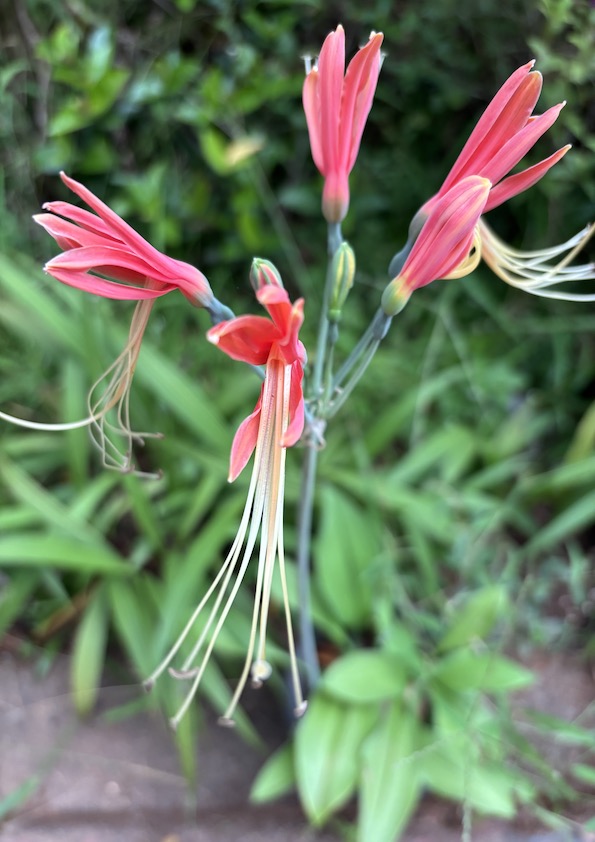 Eucrosia Bicolor Bulb