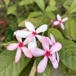 Kopsia Pink (Pink Gardenia) Flowering Plant