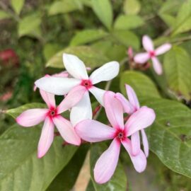 Kopsia Pink (Pink Gardenia) Flowering Plant
