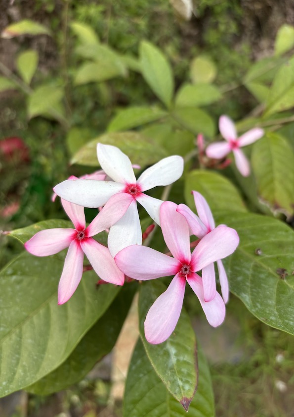 Kopsia Pink (Pink Gardenia) Flowering Plant