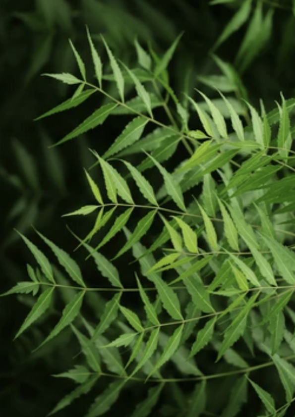 Neem Plant