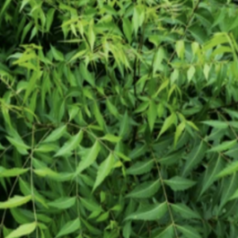 Neem Plant
