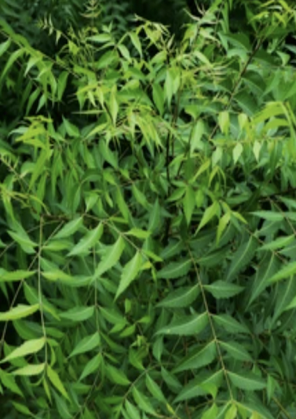 Neem Plant