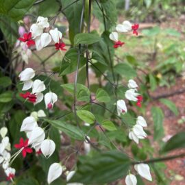 Bleeding Heart White Flowering Plant