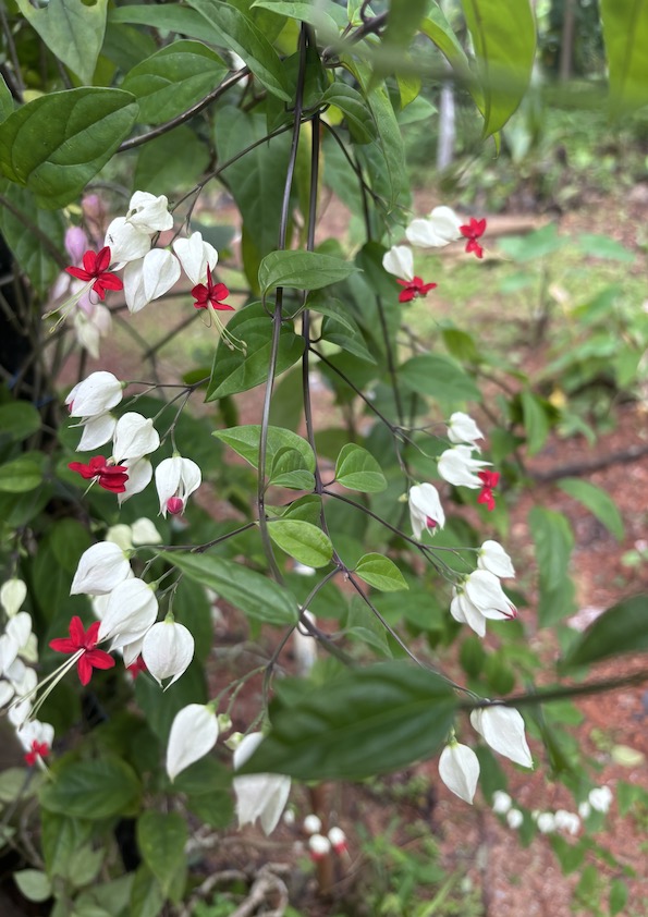 Bleeding Heart White Flowering Plant