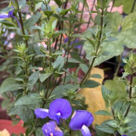 Brazilian Snapdragon (Blue Cat’s Eye) Flowering Plant