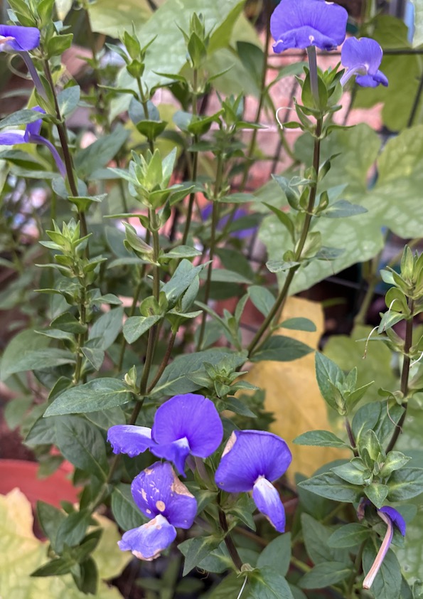 Brazilian Snapdragon (Blue Cat’s Eye) Flowering Plant