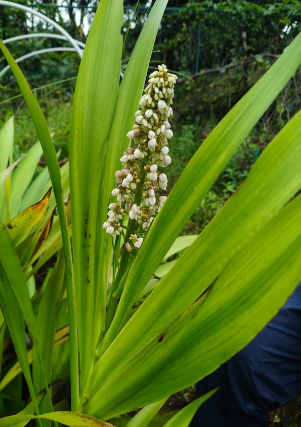 Dove Tail Orchid Flowering Plant